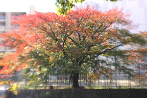 小さい秋の、秋色